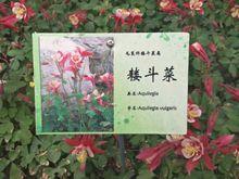 耬斗菜[耬斗菜]