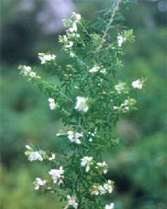 陰山胡枝子 陰山胡枝子