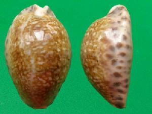 角緣寶螺 角緣寶螺