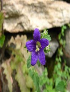 藍花石參 藍花石參