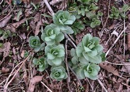 輪葉八寶 輪葉八寶