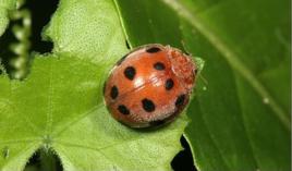 十二星瓢蟲 十二星瓢蟲