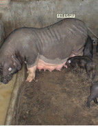 豬藍耳病 豬藍耳病