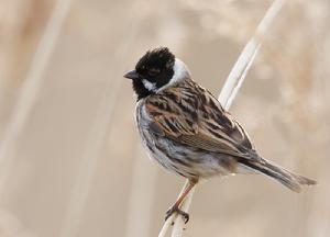 蘆鵐指名亞種 蘆鵐指名亞種