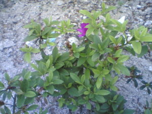 毛葉白面杜鵑 毛葉白面杜鵑