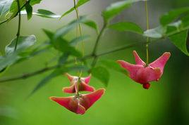 金絲吊蝴蝶 金絲吊蝴蝶