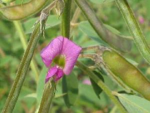 假大青藍 假大青藍