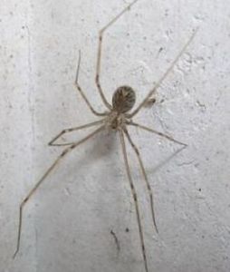 網路幽靈蛛 網路幽靈蛛