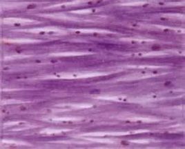 動物組織 動物組織