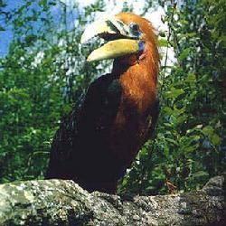 易危物種 易危物種