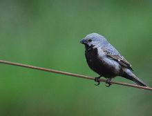 黑腹食籽雀 黑腹食籽雀