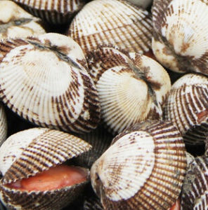 日本大毛蚶 日本大毛蚶