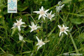 Edelweiss Edelweiss