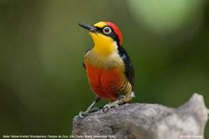 黃額啄木鳥 黃額啄木鳥