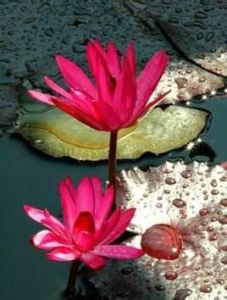 紫紅管丹 紫紅管丹