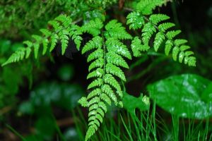 桃花島鱗毛蕨 桃花島鱗毛蕨