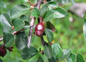 鶴慶栒子 鶴慶栒子