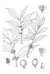 團花冬青 團花冬青