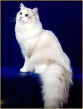 土耳其梵科迪斯貓