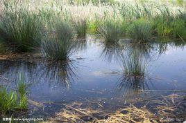 水生生境 水生生境