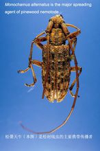 可攜帶松材線蟲的松褐天牛