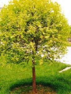 中華金葉榆 中華金葉榆