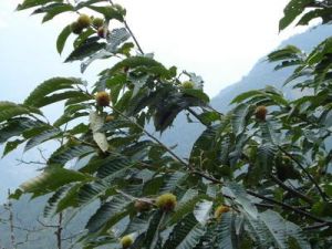 達芽洛自然村農村經濟-板栗樹