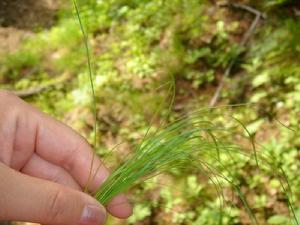 黑龍江農墾總局紅興隆分局