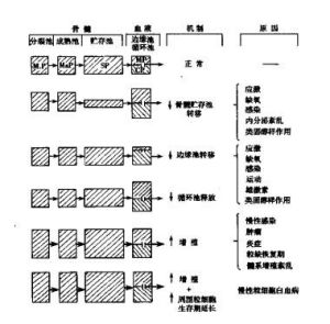 中性粒細胞增多的機制