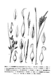 短苞薹草 短苞薹草