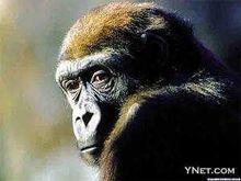 實驗動物大多患有精神病？