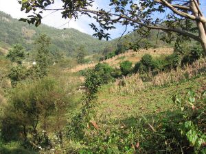 瓜拉板村 瓜拉板村