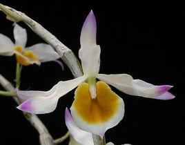 晶帽石斛 晶帽石斛