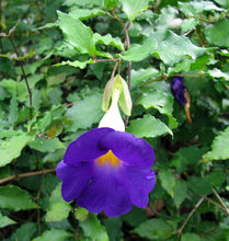 爵床科植物圖片鑑賞