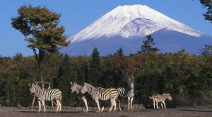 富士野生動物園