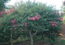 國旗紅紫薇 國旗紅紫薇