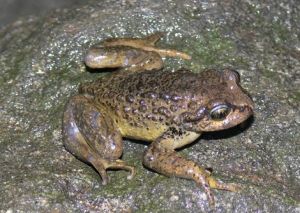 林芝齒突蟾 林芝齒突蟾