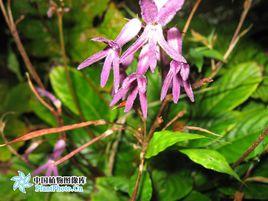 貴州馬鈴苣苔 貴州馬鈴苣苔