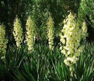 劍麻紫色先端卷葉病