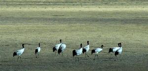 （圖）青藏高原濕地美