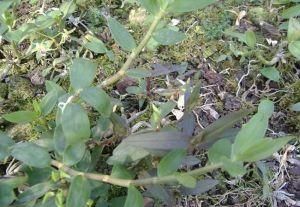 野生鐵皮石斛 野生鐵皮石斛