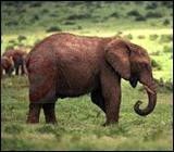 武漢森林野生動物園