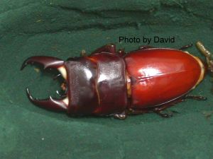 深山扁鍬形蟲 深山扁鍬形蟲