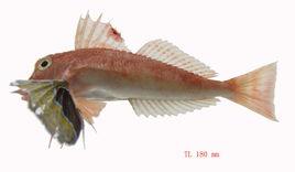 南海紅娘魚 南海紅娘魚