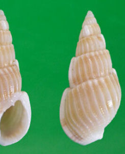 縱肋織紋螺 縱肋織紋螺