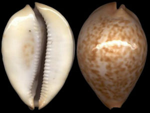 金珍寶螺 金珍寶螺