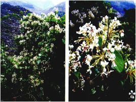 大夜關門根 大夜關門根