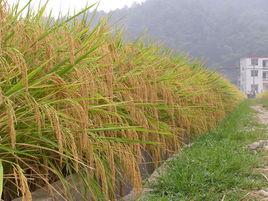 三系雜交水稻 三系雜交水稻