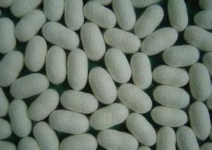 粵蠶6號 粵蠶6號