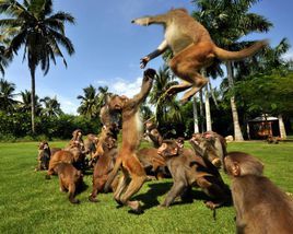 南灣猴島 南灣猴島